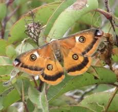 Saturnia walterorum Pupae - Live Cocoons