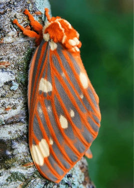 (Single) Regal Moth Pupae