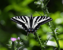 (Live Chrysalis) Papilio eurymedon – Pale Swallowtail