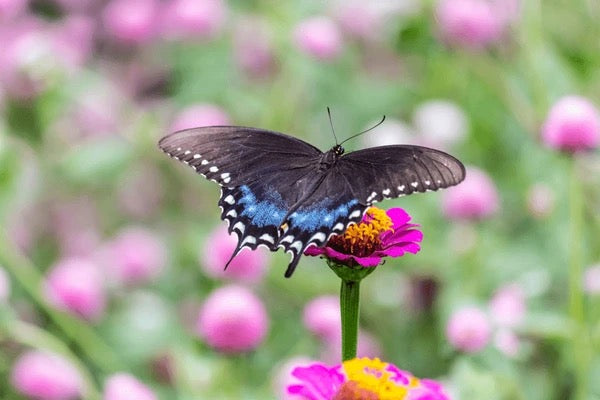 SpiceBush Swallowtail Caterpillars or Chrysalis| Jmzbutterflyfarm