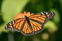 Monarch Caterpillars or Chrysalis