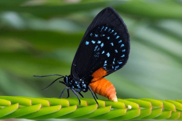 Atala Butterfly
