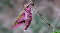 Elephant Hawk Moth Pupae