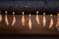 (Single) SpiceBush Swallowtail Chrysalis