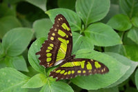 Malachite Butterfly Caterpillars or Chrysalis
