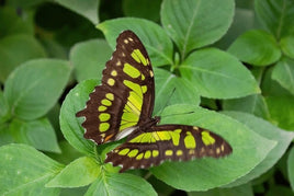Malachite Butterfly Caterpillars or Chrysalis