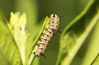 Queen Butterfly Caterpillars Or Chrysalis