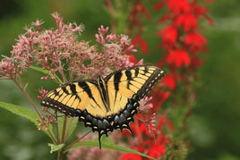 (Single) Tiger Swallowtail Chrysalis