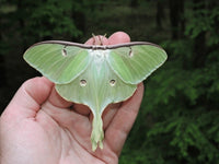 Luna Moth Eggs