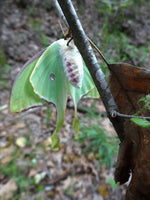 Luna Moth Eggs