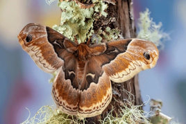 (Single) Promethea Moth Cocoon