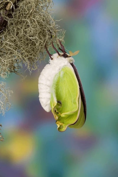 Luna Moth