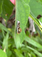 SpiceBush Swallowtail Caterpillars or Chrysalis