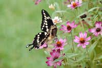 Giant Swallowtail Caterpillars or Chrysalis