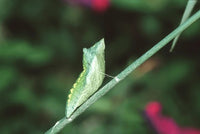 (Single) Black Swallowtail Chrysalis