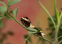 Giant Swallowtail Caterpillars or Chrysalis