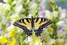 (Single) Tiger Swallowtail Chrysalis