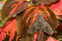 Carolina Sphinx Moth Pupae