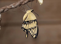Giant Swallowtail Caterpillars or Chrysalis