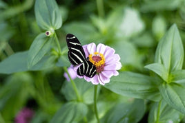 Zebra Longwing Caterpillars or Chrysalis