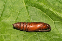 Carolina Sphinx Moth Pupae
