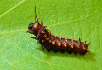 Pipevine Swallowtail Caterpillars or Chrysalis