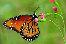 Queen Butterfly Caterpillars Or Chrysalis