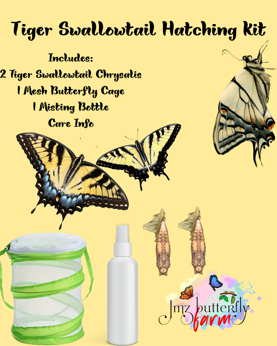 Educational Hatching Kits!| Jmzbutterflyfarm