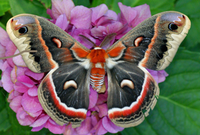 Cecropia Moth Life-Cycle Kit