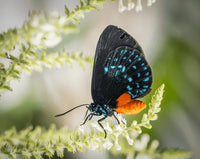 Atala Butterfly Caterpillars or Chrysalis