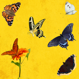 12 Mixed Species for Release