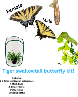 Tiger Swallowtail Butterfly Kit