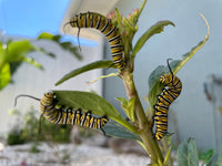 Monarch Caterpillars or Chrysalis