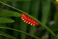 Atala Butterfly Caterpillars or Chrysalis