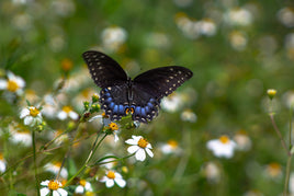 12 Black Swallowtail Butterflies for Release
