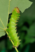 Polyphemus Moth Eggs