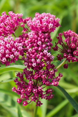 SWAMP MILKWEED PLANT