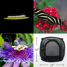 Zebra Longwing Kit
