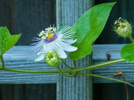 Corky Stem Passion Vine Plant