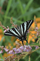 Zebra Swallowtail Caterpillars or Chrysalis