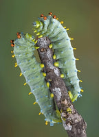 Cecropia Moth Life-Cycle Kit