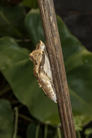Great Southern White Caterpillars or Chrysalis