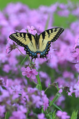 12 Tiger Swallowtails
