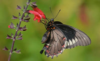 Polydamas Swallowtail Caterpillars or Chrysalis