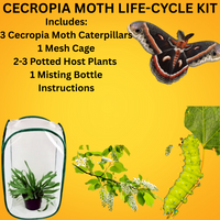 Cecropia Moth Life-Cycle Kit