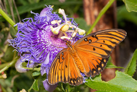(Single) Gulf Fritillary Chrysalis