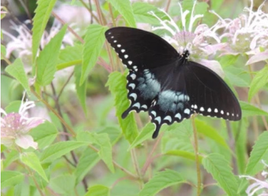 SpiceBush Swallowtail Caterpillars or Chrysalis