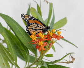 (Single) Monarch Butterfly Chrysalis