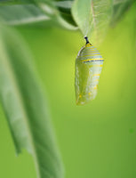 (Single) Monarch Butterfly Chrysalis