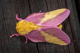 Rosy Maple Moth Eggs
